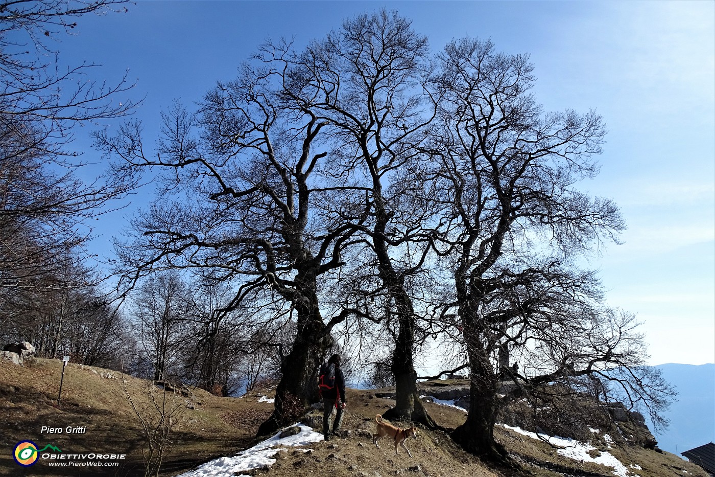 89 I Tre faggi... secolari monumentali  sculture lignee dalla terra al cielo !.JPG